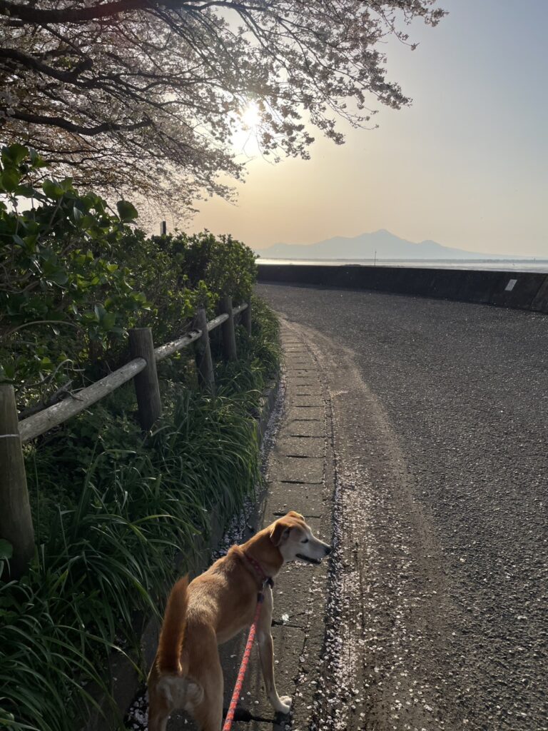 愛犬と桜