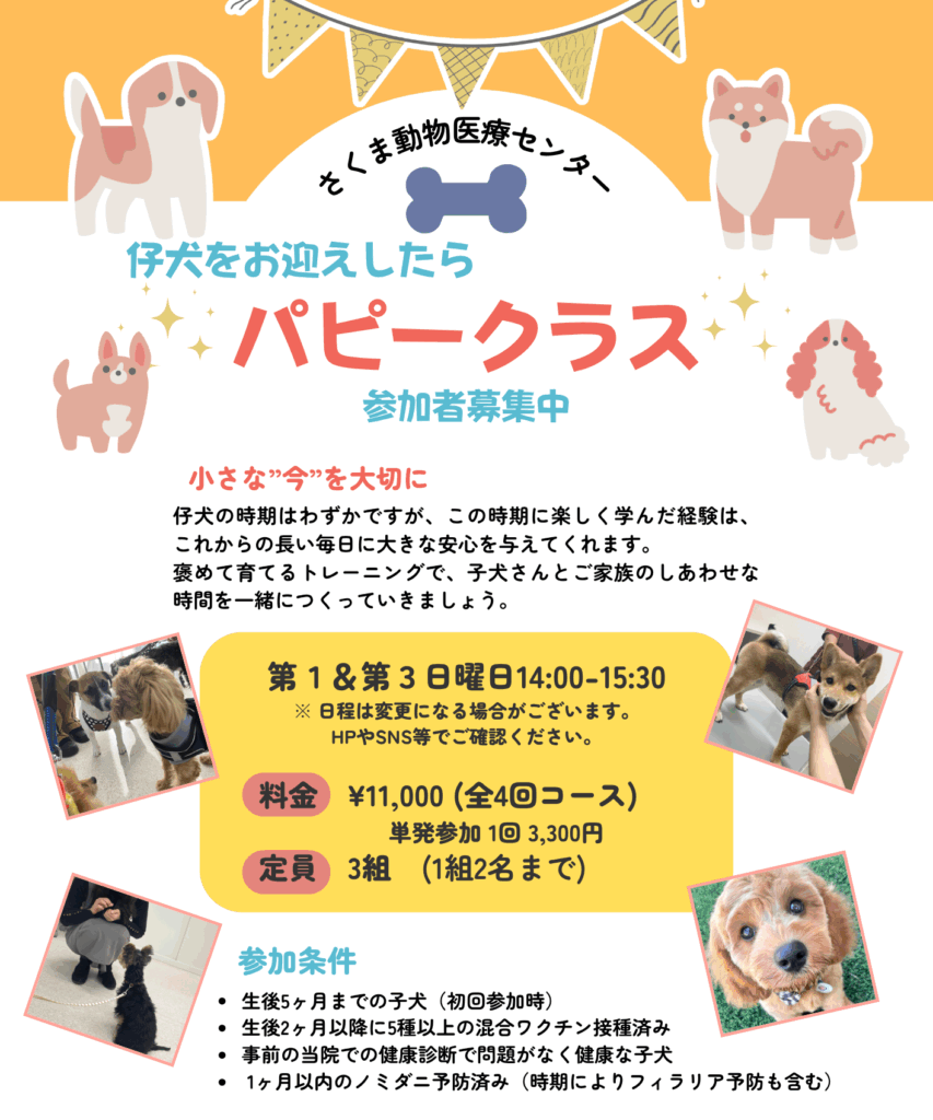 パピークラスチラシ