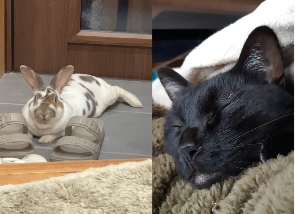 ゲンちゃんとキラちゃん