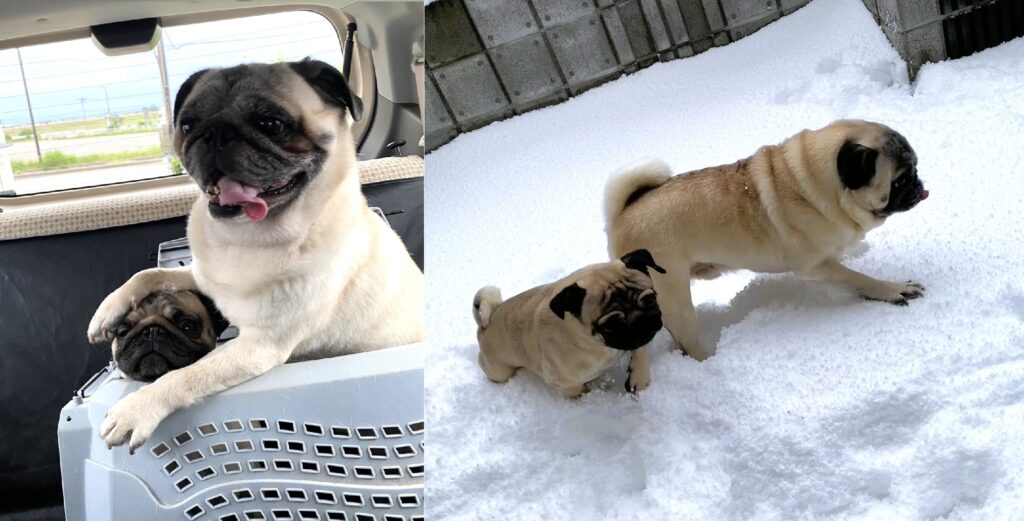 こてつとつくね