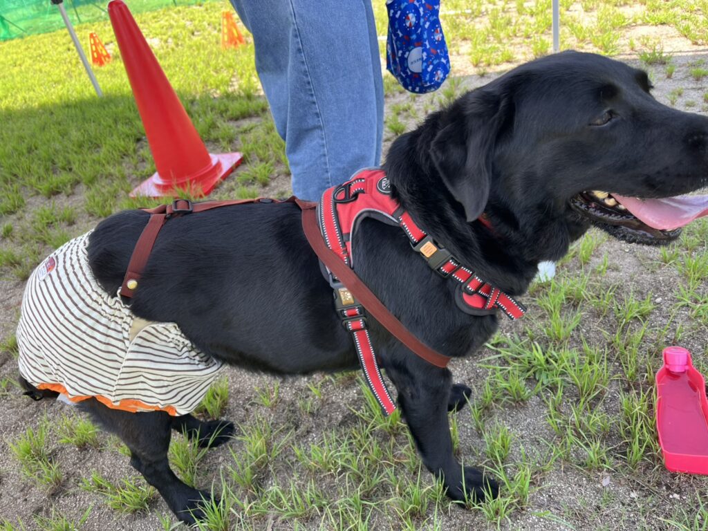 パプリカちゃん