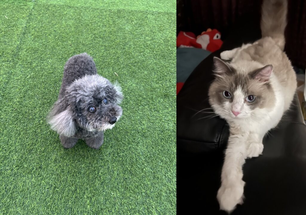 ドックランと猫